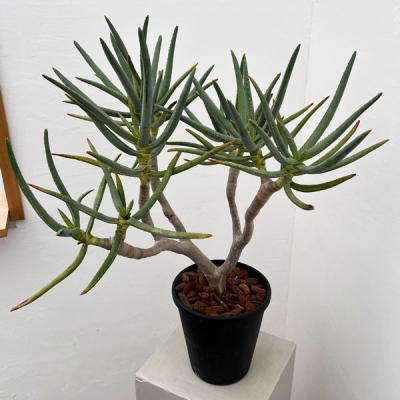 アロエ ラモシシマ（花、ガーデニング）のおすすめ人気商品一覧 通販