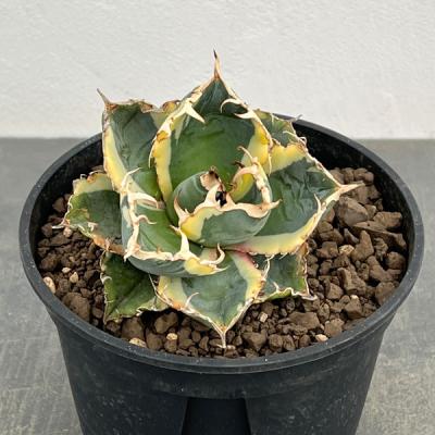 アガベ 吉祥天（観葉植物） | 花、ガーデニング のおすすめ人気商品