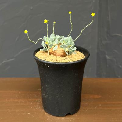 オトンナの商品一覧 通販 - Yahoo!ショッピング