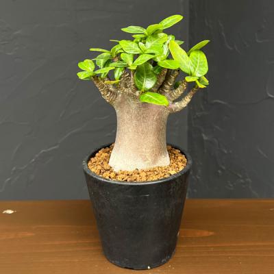 コーデックスアデニウム（花、ガーデニング）の商品一覧 通販 - Yahoo