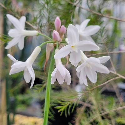 キンリョウヘン（苗） | 花、ガーデニング の商品一覧 通販 - Yahoo