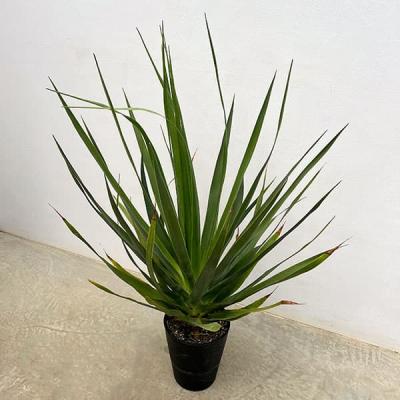 ドラセナドラコの商品一覧 通販 - Yahoo!ショッピング