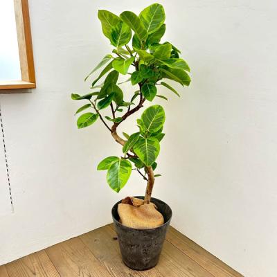 フィカス アルテシマの商品一覧 通販 - Yahoo!ショッピング