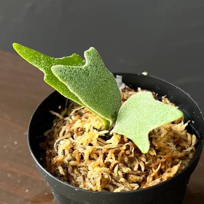 ビカクシダ ウィリンキー（観葉植物） | 花、ガーデニング のおすすめ