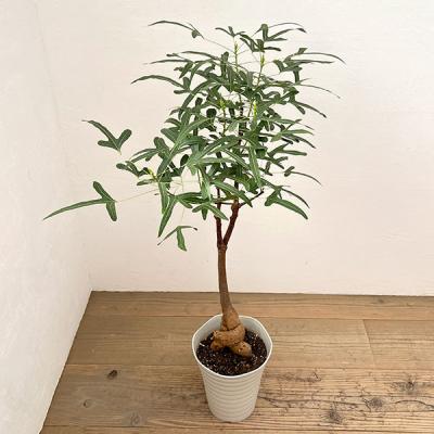 ブラキキトンのおすすめ人気ランキングTOP100 - Yahoo!ショッピング