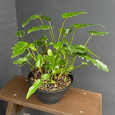 クッカバラ セローム（観葉植物） | 花、ガーデニング のおすすめ人気