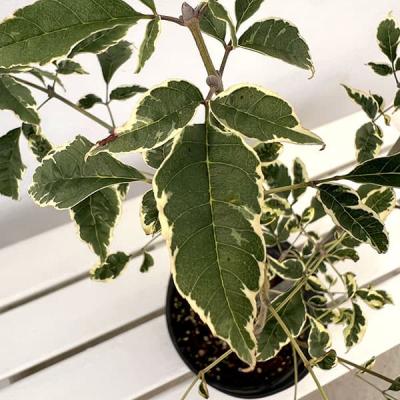 アオハダ 株立ち（落葉樹の植木、庭木）｜苗木、植木 | 花