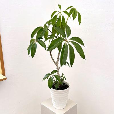 ツピタンサス（観葉植物） | 花、ガーデニング の商品一覧 通販