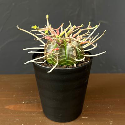 ユーフォルビア 種子の商品一覧 通販 - Yahoo!ショッピング
