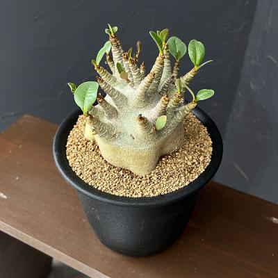 アデニウム ドワーフ（花、ガーデニング）の商品一覧 通販 - Yahoo