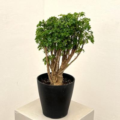ポリシャス（観葉植物） | 花、ガーデニング の商品一覧 通販 - Yahoo