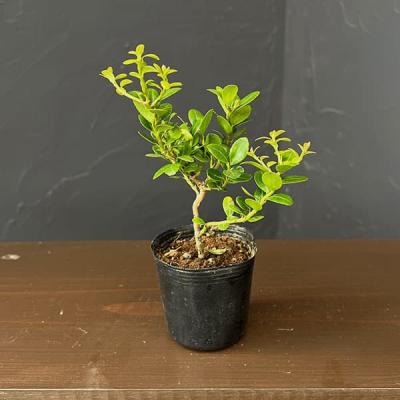 ツゲ（盆栽、苔玉） | 花、ガーデニング のおすすめ人気商品一覧 通販