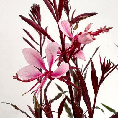 ガウラピンク（花の苗）｜苗 | 花、ガーデニング の商品一覧 通販