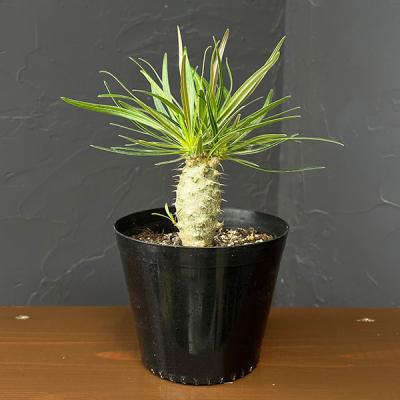 パキポディウム・グラキリスの商品一覧 通販 - Yahoo!ショッピング