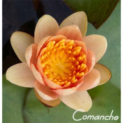 睡蓮花の商品一覧 通販 - Yahoo!ショッピング