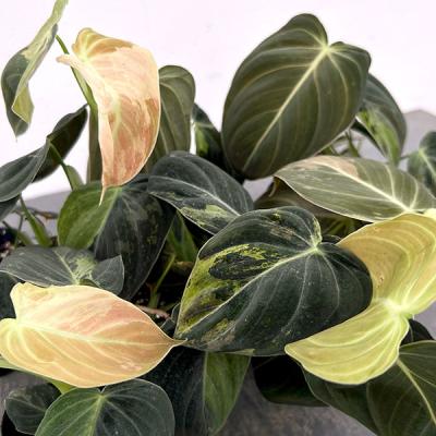 観葉植物 フィロデンドロン メラノクリサム バリエガータ 3号ポット