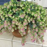 草花の苗 花オレガノ ロタンディフォリウム3号ポット 6株セット 園芸ネット 通販 Yahoo ショッピング