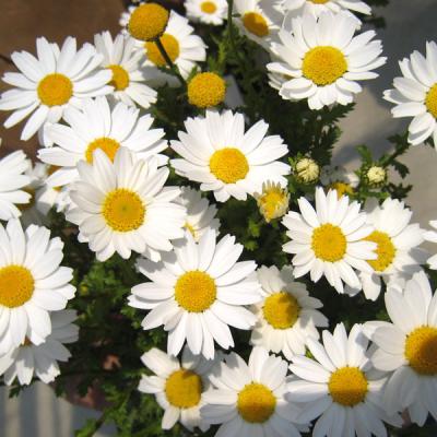 ノースポール 苗（花の苗）｜苗 | 花、ガーデニング のおすすめ人気