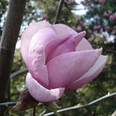 白木蓮（苗木、植木） | 花、ガーデニング のおすすめ人気商品一覧