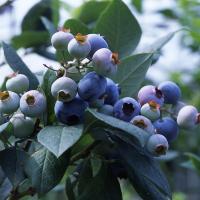 果樹の苗/ブルーベリー（ハイブッシュ系）：あまつぶ星4.5号ポット＊ | 園芸ネット