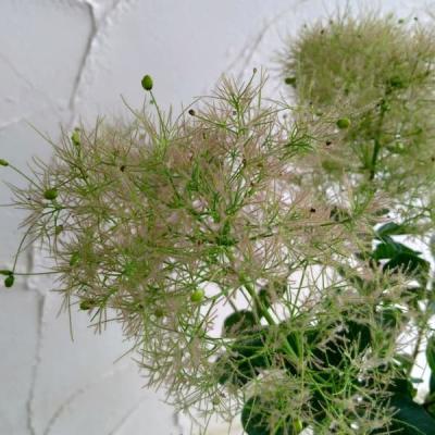 花木 庭木の苗 スモークツリー ピンクボール4.5〜5号ポット : 園芸