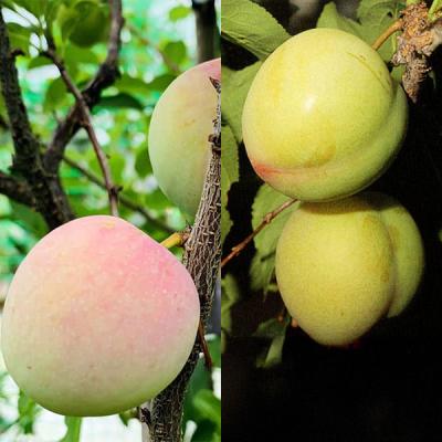 スモモ サンタローザ（果樹の苗、苗木）｜苗木、植木 | 花