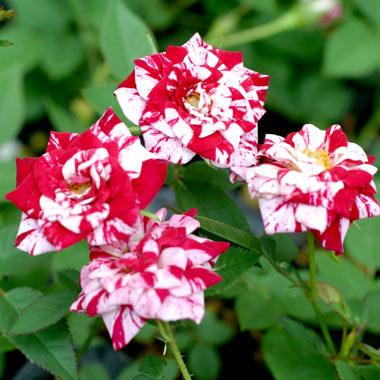 絞りのバラ苗（花、ガーデニング）のおすすめ人気商品一覧 通販