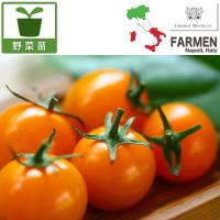 野菜の苗/生食用イタリアントマト（無農薬）：イタリアンゴールド3.5号ポット | 園芸ネット