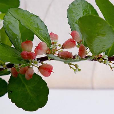 ツルマサキのおすすめ人気商品一覧 通販 - Yahoo!ショッピング