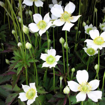 アネモネ 苗(花の球根)の商品一覧|球根、種芋 | 花 アネモネ 苗(花の球根)の商品一覧|球根、種芋 | 花