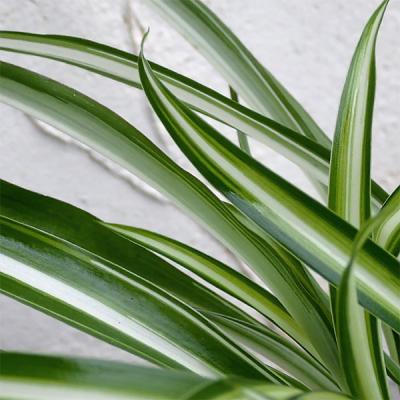 オリヅルラン（観葉植物） | 花、ガーデニング のおすすめ人気商品一覧