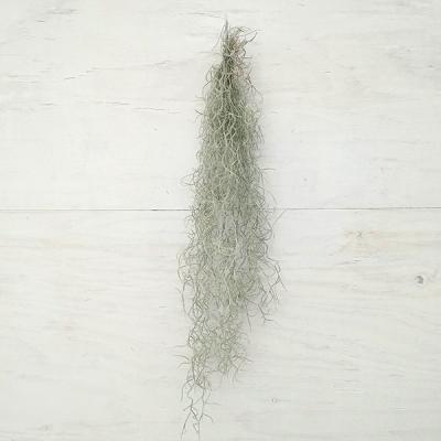 スパニッシュモスのおすすめ人気商品一覧 通販 - Yahoo!ショッピング