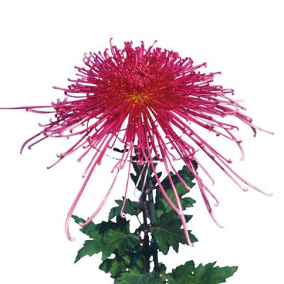 大森プランツ（花の苗）｜苗 | 花、ガーデニング のおすすめ人気商品