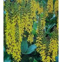 大苗 カンナ オーストラリア 銅葉 1鉢 5号 大株夏苗 宿根草 銅葉 赤花 半耐寒性多年草 庭植え ガーデニング 大型 カラーリーフ 夏苗 大株 オーストラリアカンナ Ne Auy13cann Aust4s Happygarden 通販 Yahoo ショッピング