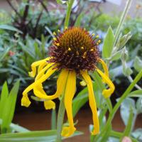 エキナセア カラフル八重咲き タキイ 流通量の少ない八重咲き種 耐寒性 多年草 8種 9cmポリポット Na 028 アグレアーブル花や 通販 Yahoo ショッピング