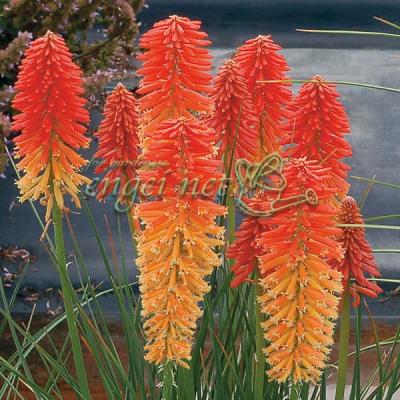 トリトマ 苗(花の苗)の商品一覧|苗 | 花、ガーデニング 通販 トリトマ 苗(花の苗)の商品一覧|苗 | 花、ガーデニング 通販