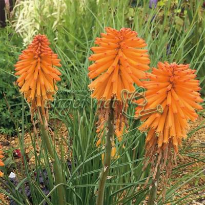 トリトマ 苗(花の苗)の商品一覧|苗 | 花、ガーデニング 通販 トリトマ 苗(花の苗)の商品一覧|苗 | 花、ガーデニング 通販