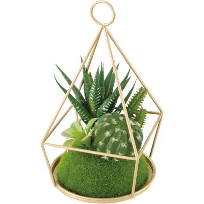 サボテン 寄せ植え（観葉植物） | 花、ガーデニング の商品一覧 通販