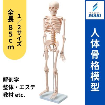 ソムソ 骨格模型のおすすめ人気商品一覧 通販 - Yahoo!ショッピング