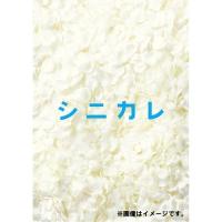 シニカレ完全版 DVD-BOX 【DVD】 | ハピネット・オンラインYahoo!ショッピング店