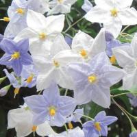 緑のカーテン ツル性植物 カロライナジャスミン 大株 黄色花 香りよし 常緑つる性低木 観葉植物 N0255 Otk 家と庭のdiy通販 イーハウスマニア 通販 Yahoo ショッピング