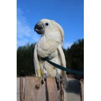 えとぴりかオンラインショップ - AVIATOR 鳥用ハーネス｜Yahoo