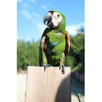 えとぴりかオンラインショップ - AVIATOR 鳥用ハーネス｜Yahoo