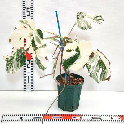 植物 斑入りモンステラの商品一覧 通販 - Yahoo!ショッピング 植物 斑入りモンステラの商品一覧 通販 - Yahoo!ショッピング