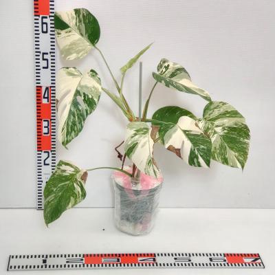 モンステラ 斑入り(花、ガーデニング)の商品一覧 通販 - Yahoo モンステラ 斑入り(花、ガーデニング)の商品一覧 通販 - Yahoo