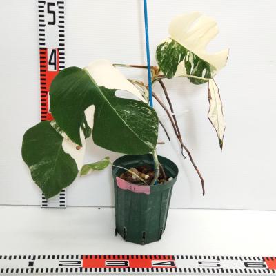 斑入りモンステラ(観葉植物)の商品一覧 | 花、ガーデニング 斑入りモンステラ(観葉植物)の商品一覧 | 花、ガーデニング