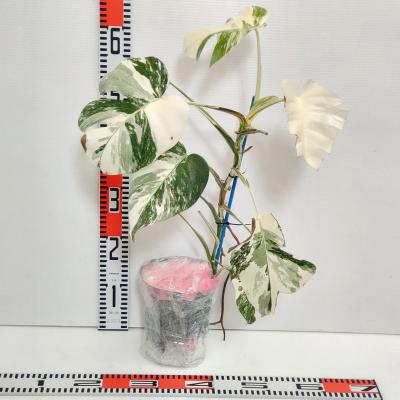 植物 斑入りモンステラの商品一覧 通販 - Yahoo!ショッピング 植物 斑入りモンステラの商品一覧 通販 - Yahoo!ショッピング