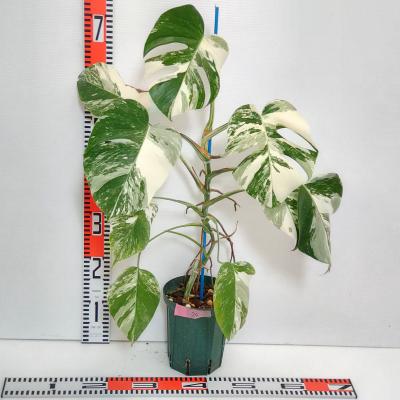 植物 斑入りモンステラの商品一覧 通販 - Yahoo!ショッピング 植物 斑入りモンステラの商品一覧 通販 - Yahoo!ショッピング