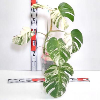 植物 斑入りモンステラの商品一覧 通販 - Yahoo!ショッピング 植物 斑入りモンステラの商品一覧 通販 - Yahoo!ショッピング
