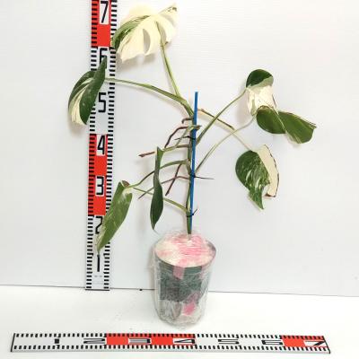 斑入りモンステラ（観葉植物）の商品一覧 | 花、ガーデニング